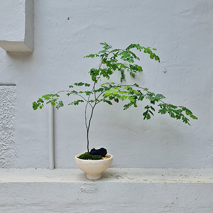 Brazilian Rain Tree in Husk II