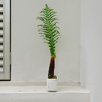 Aglaomorpha Coronans (Snake Leaf Fern) in Sidum Lukbart