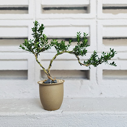 Boxwood in Riku