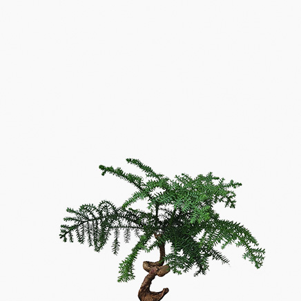 Hoop Pine