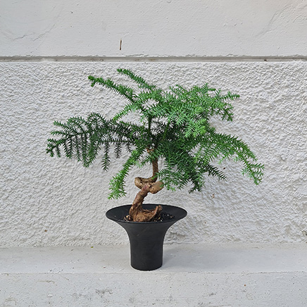 Hoop Pine in Yasu