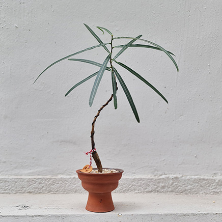 Bottle Tree in Clay Planter by Janc Ceramic