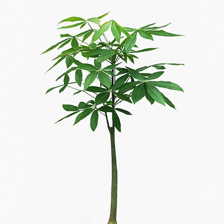 Pachira Aquatica (L)