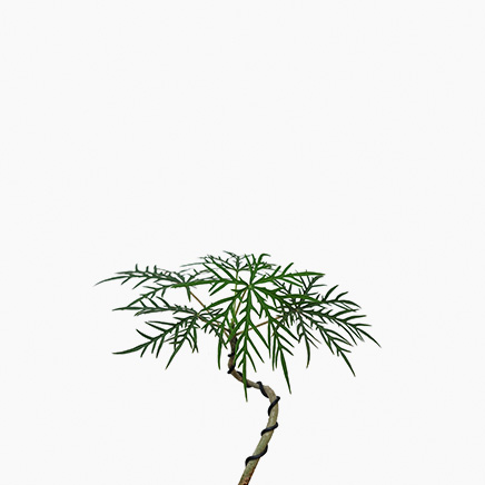 Jatropha Multifida (wired)