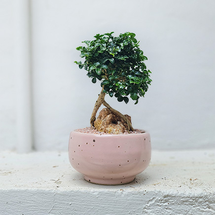 Murraya on rock in Wren Pink