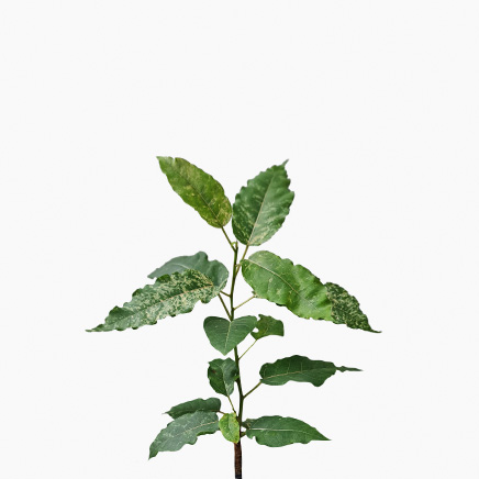 Ficus Snowstorm 'Blizzard'