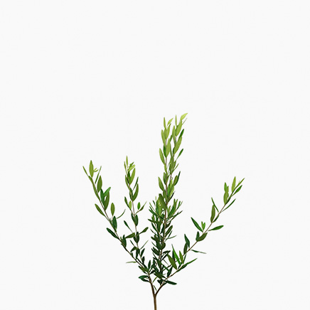 Olive Tree Japan (M)