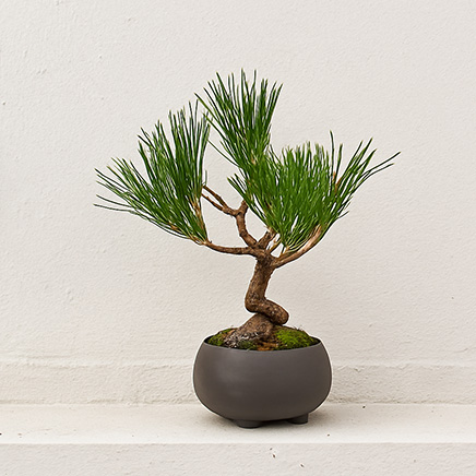 Black Pine in Bron Brown