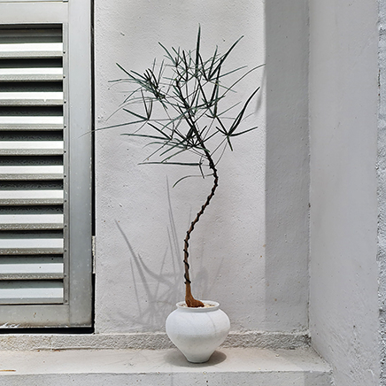 Bottle Tree in Jesse