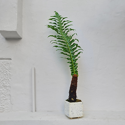Aglaomorpha Coronans (Snake Leaf Fern) in Sidum Lukbart