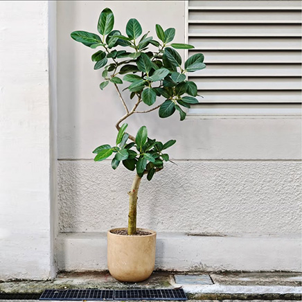Ficus Audrey in Zeno Brown