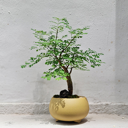 Texas Ebony in Bron Yellow