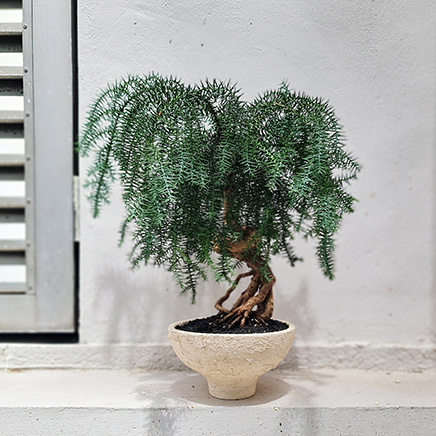 Hoop Pine in Husk II