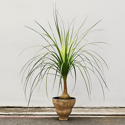 Ponytail Palm in Titus Brown