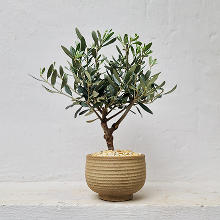 Olive Tree in Makoto