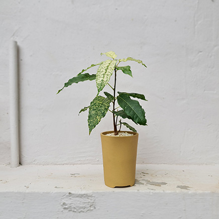 Ficus Snowstorm 'Blizzard' in Tades