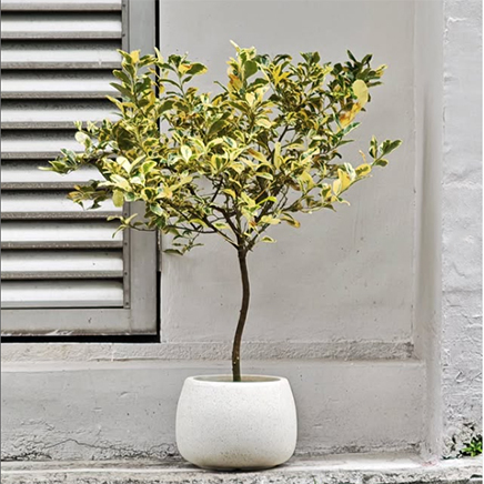 Variegated Lemon Tree in Beck Round