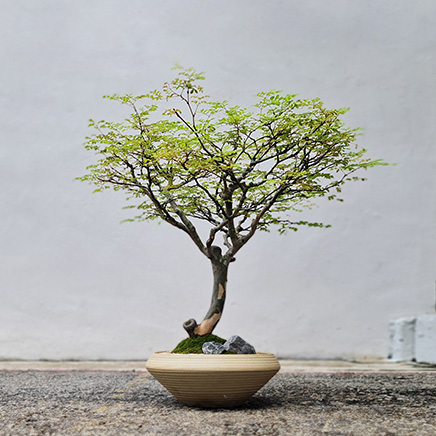 Brazilian Rain Tree in Megu