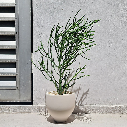 Pencil Cactus in Charlotte