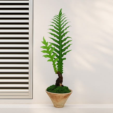 Aglaomorpha Coronans (Snake Leaf Fern) in Mason I