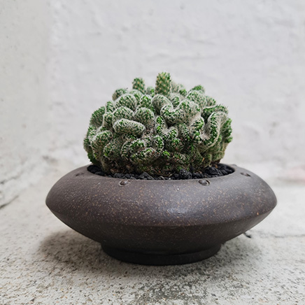 Brain Cactus in Olen