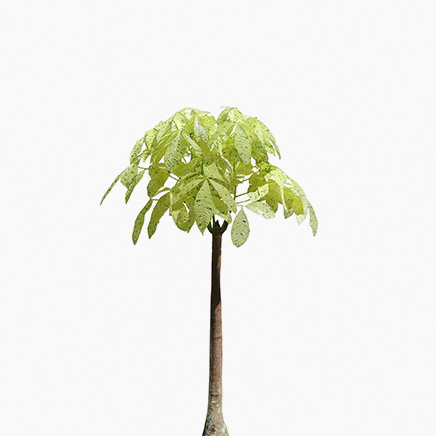 Pachira Milky Way (XL)