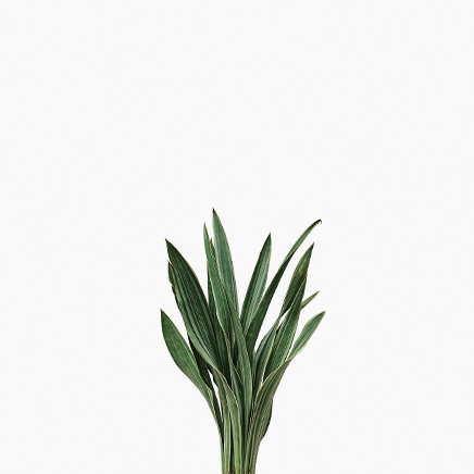 Sansevieria Siam Silver (L)