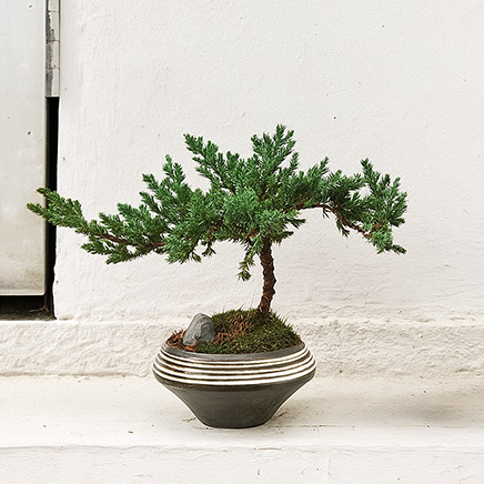 Juniperus Bonsai in Nic Brown