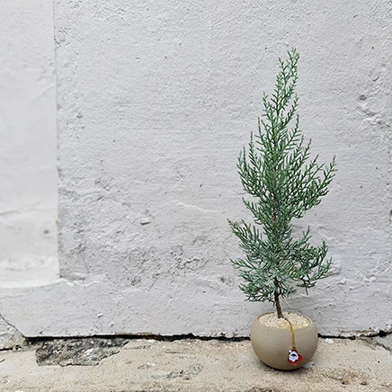 Cupressus Arizonica in Brown pot