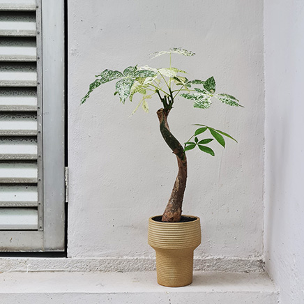 Pachira Milky Way in Kenta