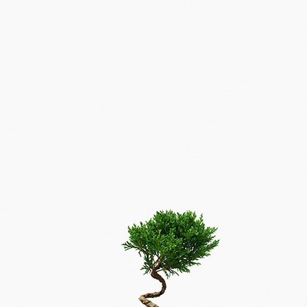 Juniper Bonsai