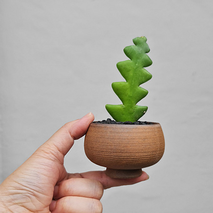 Fishbone Cactus in Mini Brown pot