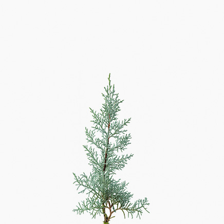 Cupressus Arizonica Blue