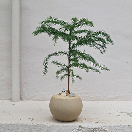 Norfolk in Brown pot