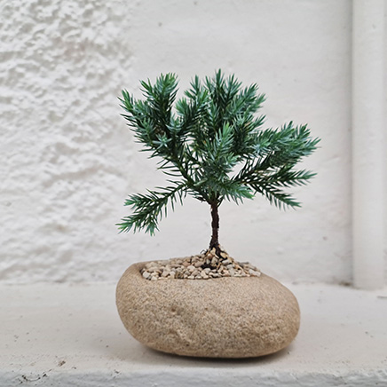 Juniperus Squamata 'Blue Star' in Craig