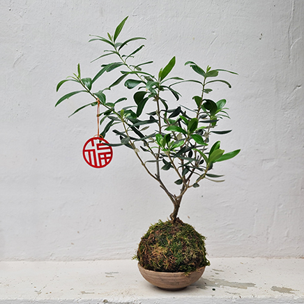 Olive Tree Kokedama in Swirl