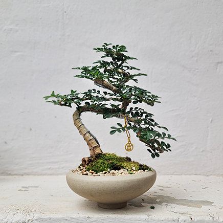 Feroniella Bonsai in Nelly