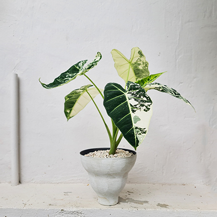 Variegated Alocasia Frydek in Titus I