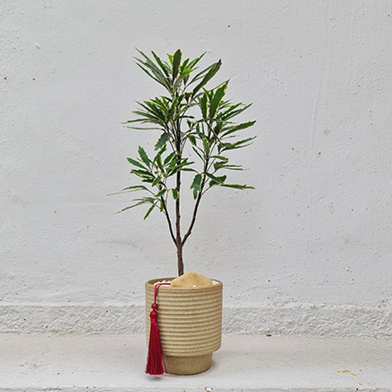 Variegated Schefflera Elegantissima in Kei