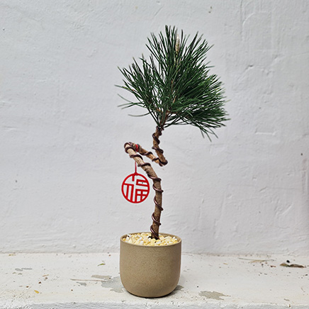 Black Pine in Emi