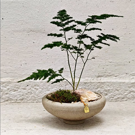 Asparagus Fern in Nelly