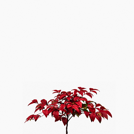 Nandina Domestica 'Heavenly Bamboo'