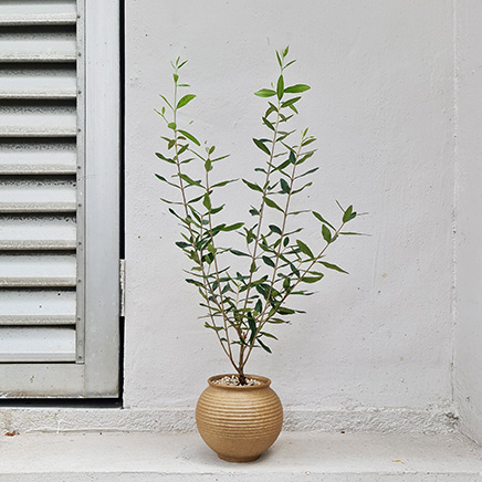 Olive Tree in Ooki