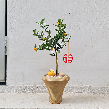 Fortunella Hindsii in Yuui