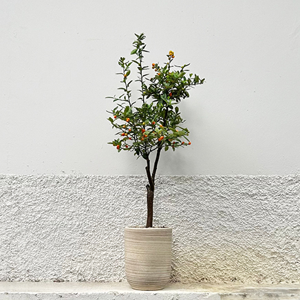 Fortunella Hindsii in SandyU Tall