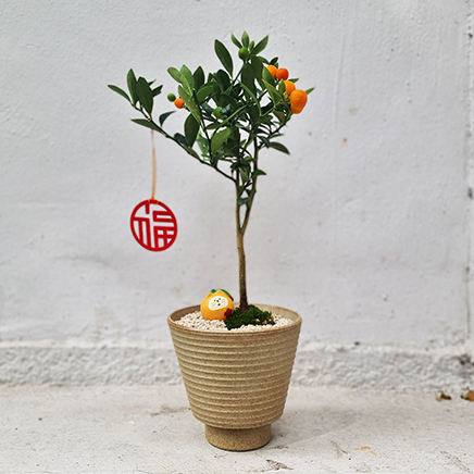 Fortunella Hindsii in Koda