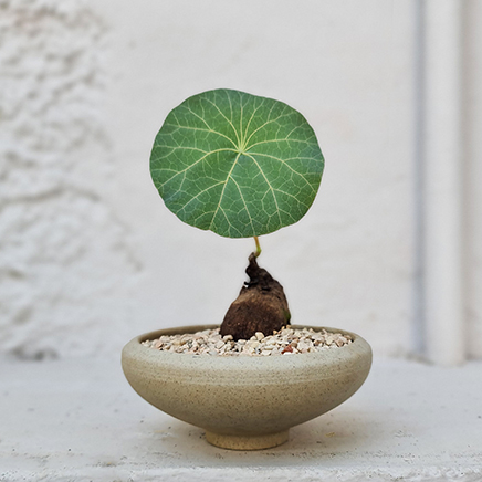 Stephania Nova in Nelly