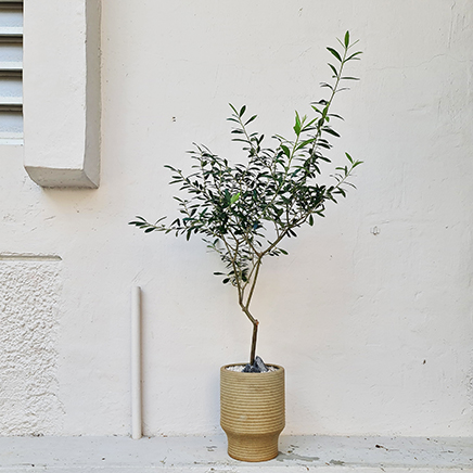 Olive Tree in Ken