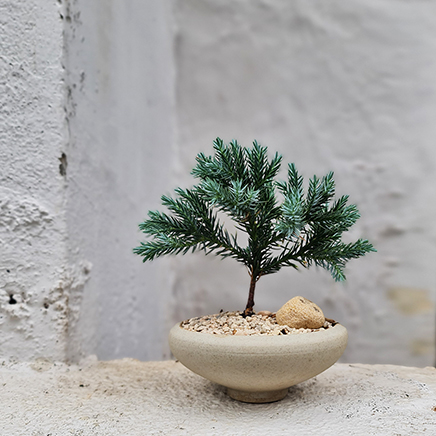 Blue Star Juniper in Nelly