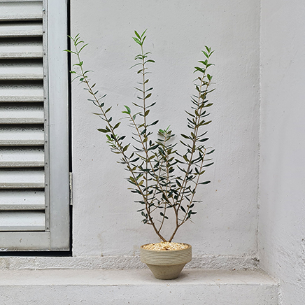 Olive Tree in Yoichi